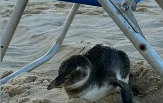 Pinguim aparece na Praia de Ipanema e se abriga em cadeira de praia   