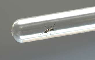 Mosquito Aedes aegypti é o transmissor da doença.