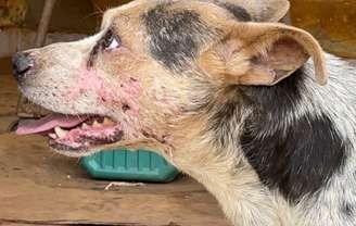 Cachorros serão tratados adequadamente por ONG e serão colocados para doação