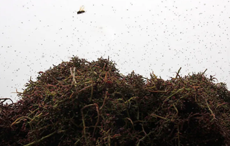 Enxame de mosquitos está rodeando a região da Toscana, na Itália