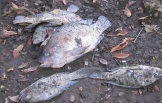 Peixes mortos têm sido encontrados no Parque da Aclimação após as fortes chuvas da última segunda-feira.