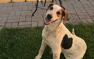 Cão comunitário 'Abacate' morre após levar tiro no Paraná e mobiliza cidade