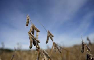 Cultivo de soja em  Minooka, EUA
24/9/2014 REUTERS/Jim Young 
