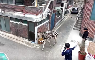 Zebra é filmada após fugir de zoológico da Coréia do Sul