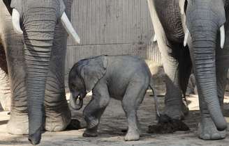 Uma pequena elefante ainda sem nome caminha ao lado da mãe, Tonga, e sua irmã Morgu no zoológico Schoenbrunn de Viena, na Áustria. A elefante nasceu ontem (4 de setembro) após uma gravidez que durou 645 dias e representou a primeira inseminação bem-sucedida de um elefante-africano com a utilização de esperma congelado de um elefante da África do Sul