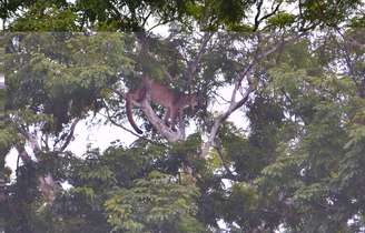 Animal estava em cima de uma árvore a cerca de 10 metros de altura do solo