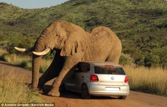 Elefante no cio acaricia carro em parque sul-africano