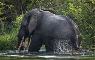 Elefantes são utilizados em vários países como atração para turistas