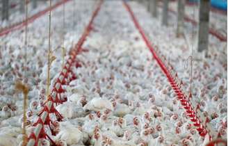 Frangos em granja em Lapa, no Estado do Paraná, Brasil