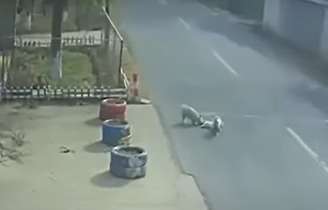 Vira-latas resgatam cachorro atropelado na China