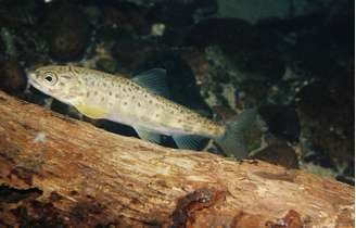 Estudo foi feito com o salmão juvenil do Atlântico