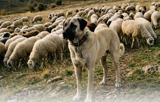 Kangal foi criado para proteger rebanhos contra lobos e ursos em regiões rurais da Turquia