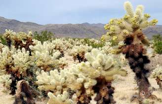 Os cactos deixaram de ser vistos apenas como plantas do deserto e conquistaram espaço em jardins e ambientes internos. Com centenas de espécies, chamam a atenção pela diversidade de formas, tamanhos e pela incrível capacidade de sobreviver em condições extremas.