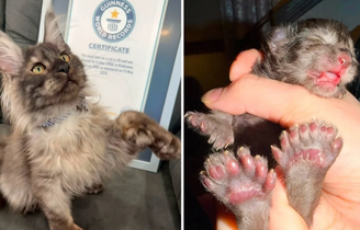 Gato com 29 dedos estabelece novo recorde e entra para o Guiness Book