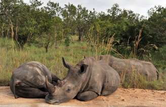 Alguns rinocerontes vão para reservas em outros países 