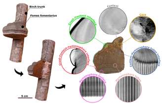 Organização microscópica do fungo Fomes fomentarius pode ser usada em materiais de alto desempenho