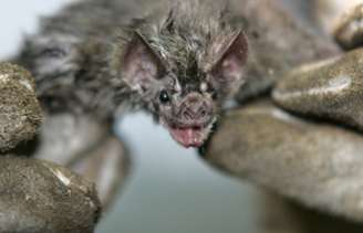 Morcego já é o quarto infectado na capital paulista em 2024