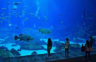Os grandes aquários são estruturas para visitação pública que se tornam importantes atrações turísticas em diversas cidades pelo mundo.