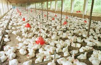 Suspensão também inclui aves vivas e ovos férteis após detecção da doença em uma granja comercial
