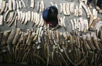 As presas de marfim serão esmagadas e incineradas no próximo dia 21