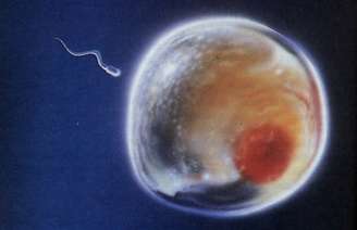 Concentração, mobilidade e forma dos espermatozoides vêm se deteriorando