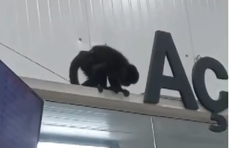 Macaco conhecido como 'Chico' provoca 'caos' em supermercado em SC