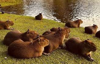 Capivara às margens do lago em Palhoça, município de Santa Catarina.