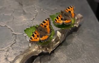 Restaurante serve borboletas coloridas aos clientes