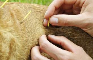 Acupuntura para Cachorro