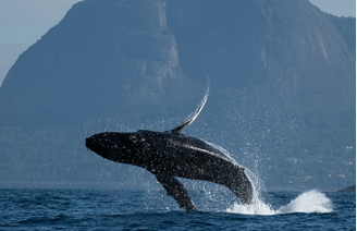 Baleia Jubarte foi vista dando show em frente à Pedra da Gávea na semana passada