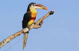 Pequeno no porte, gigante na importância: o araçari-mulato é aliado da regeneração das matas – Reprodução