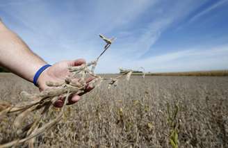 Produtor checa sua lavoura de soja em plantação para ver se está pronta para colheita em Minooka, no Estado do Illinois, EUA
24/09/2014
REUTERS/Jim Young 