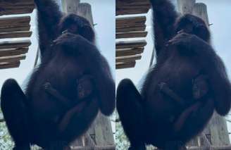 Filhote fêmea de macaco-aranha-da-cara-preta