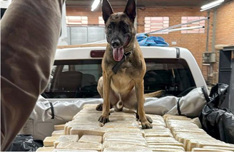 Cão farejador ajuda PF a localizar bunker com 613 kg de cocaína em Santa Catarina