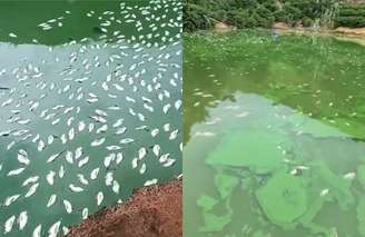 Produtor mostra lago após morte de tilápias