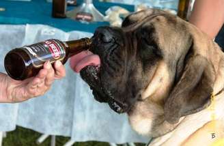 A Dog Beer é a primeira cerveja nacional especialmente desenvolvida para o paladar canino