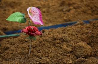 Flor em cemitério durante enterro de vítimas de Covid-19 em Manaus
28/04/2020
REUTERS/Bruno Kelly