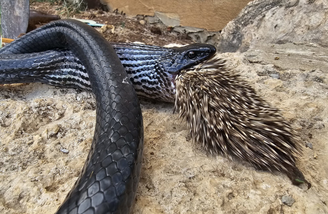 Cobra morre após tentar engolir porco-espinho em Israel