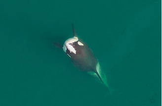 Orcas foram flagradas com 'chapéus' de salmão