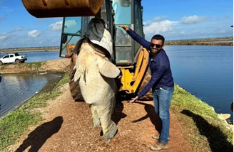 Mero de aproximadamente 200 kg é encontrado morto no RN