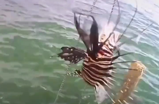 Peixe-leão é visto em Maraú, na Bahia