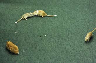 Homem soltou ratos no plenário da CPI da Petrobras na Câmara dos Deputados