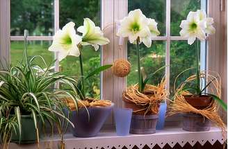 1. Vaso de amarílis branca na janela de casa iluminada – Foto iStock