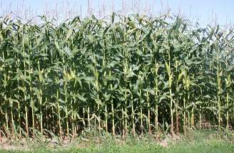 Em muitos casos, ele aparece como uma alternativa ou complemento a cereais que já tem consagração, como arroz, milho e trigo – Bibliothèque de l’Université Laval/Wikimedia Commons