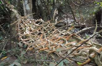 Criadas por povos indígenas das Américas, surgiram como uma solução prática para dormir suspenso, longe da umidade do solo e de animais. Acredita-se que as redes de descanso tenham surgido na área amazônica do Orinoco, por volta de 2500 a.C.. O primeiro a registrar o seu uso no Brasil foi Pero Vaz de Caminha, em 1500, que descreveu as "hamaka" (termo original para a rede, feito de cipó e lianas) nas casas dos povos nativos.