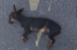 Filho denuncia o próprio pai contra maus-tratos a cachorro e leva o animal morto até a Polícia