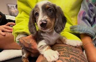 Imagens do novo cachorro da família de Bruna Biancardi e Neymar –