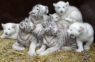 Filhotes de tigre e leão brancos são apresentados em zoológico de Hodenhagen, na Alemanha, na quarta-feira