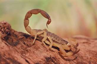 Escorpião-amarelo - 'Tityus serrulatus' - Mais de 200 mil acidentes com escorpiões são registrados no Brasil em 2025