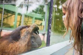 Bióloga interage com orangotango no Zoológico de São Paulo; espaço começou a receber melhorias
